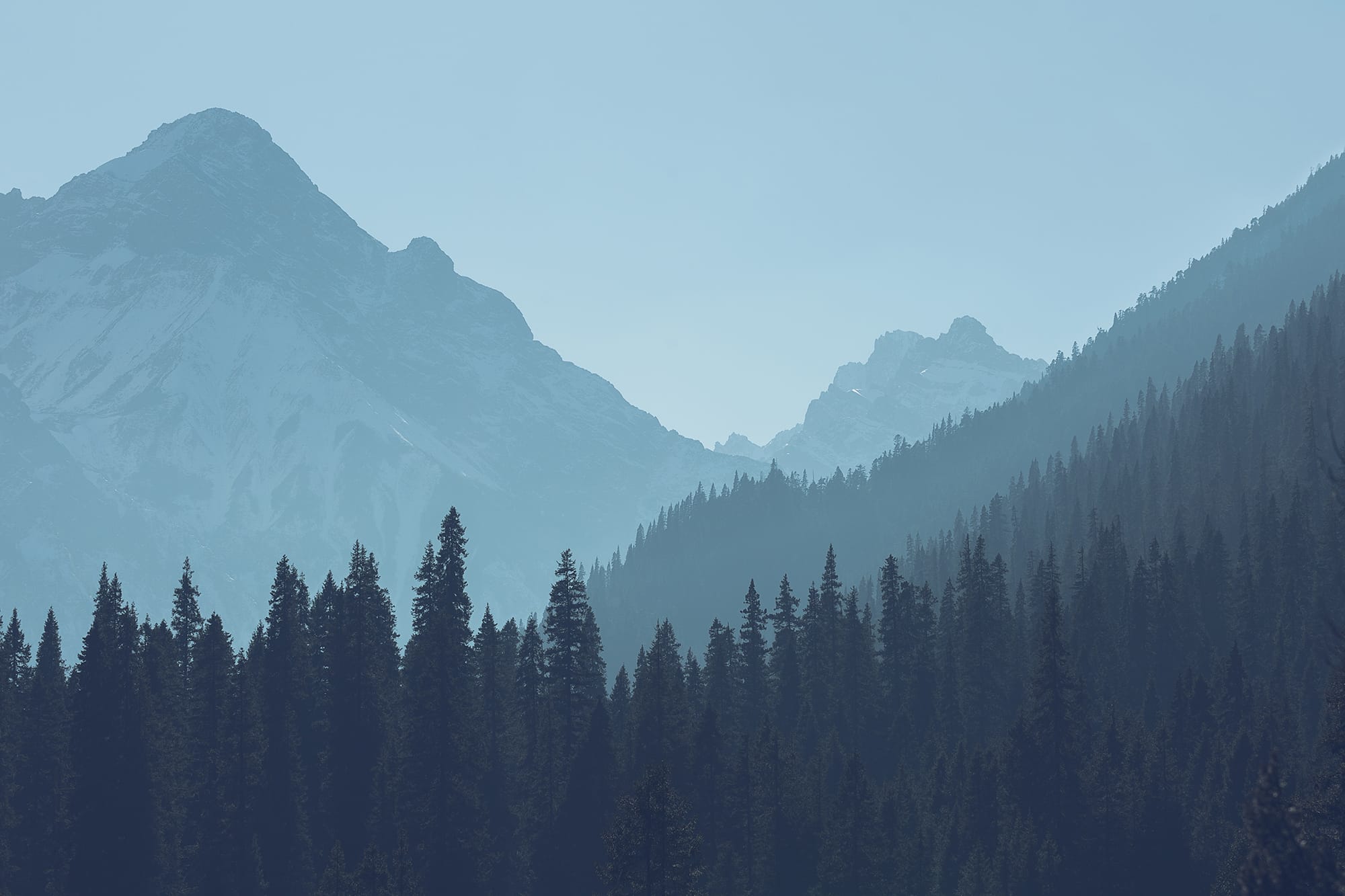 Pine forest and misty mountains at dawn
